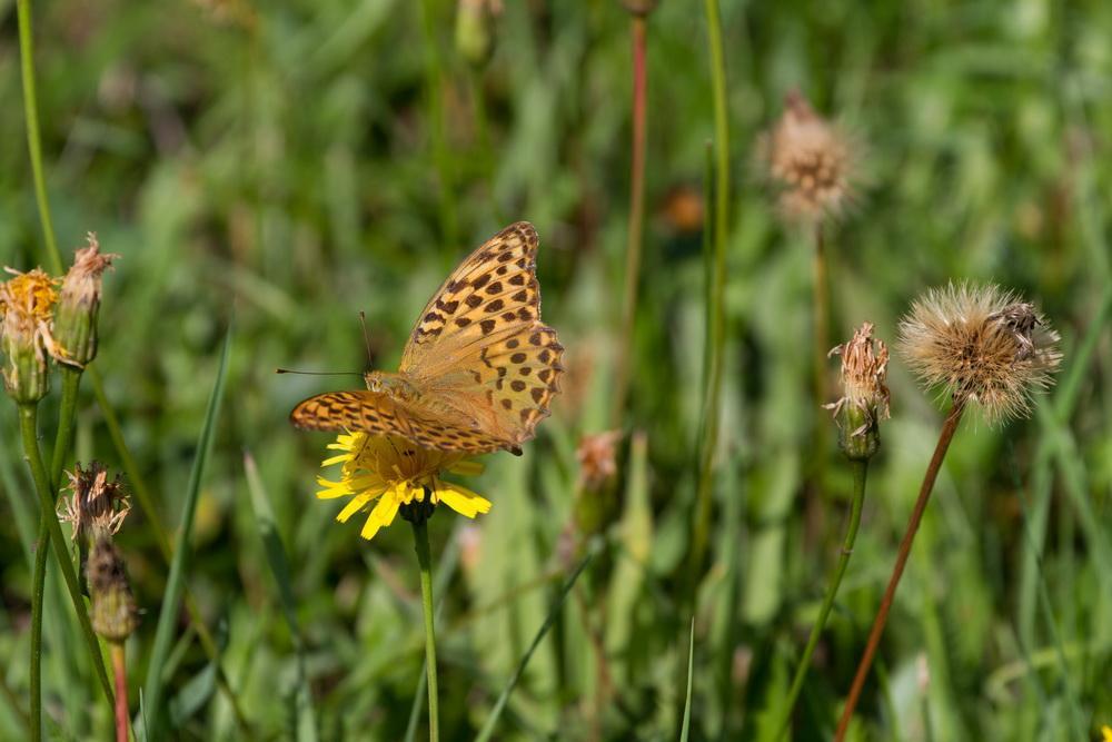 Schmetterling