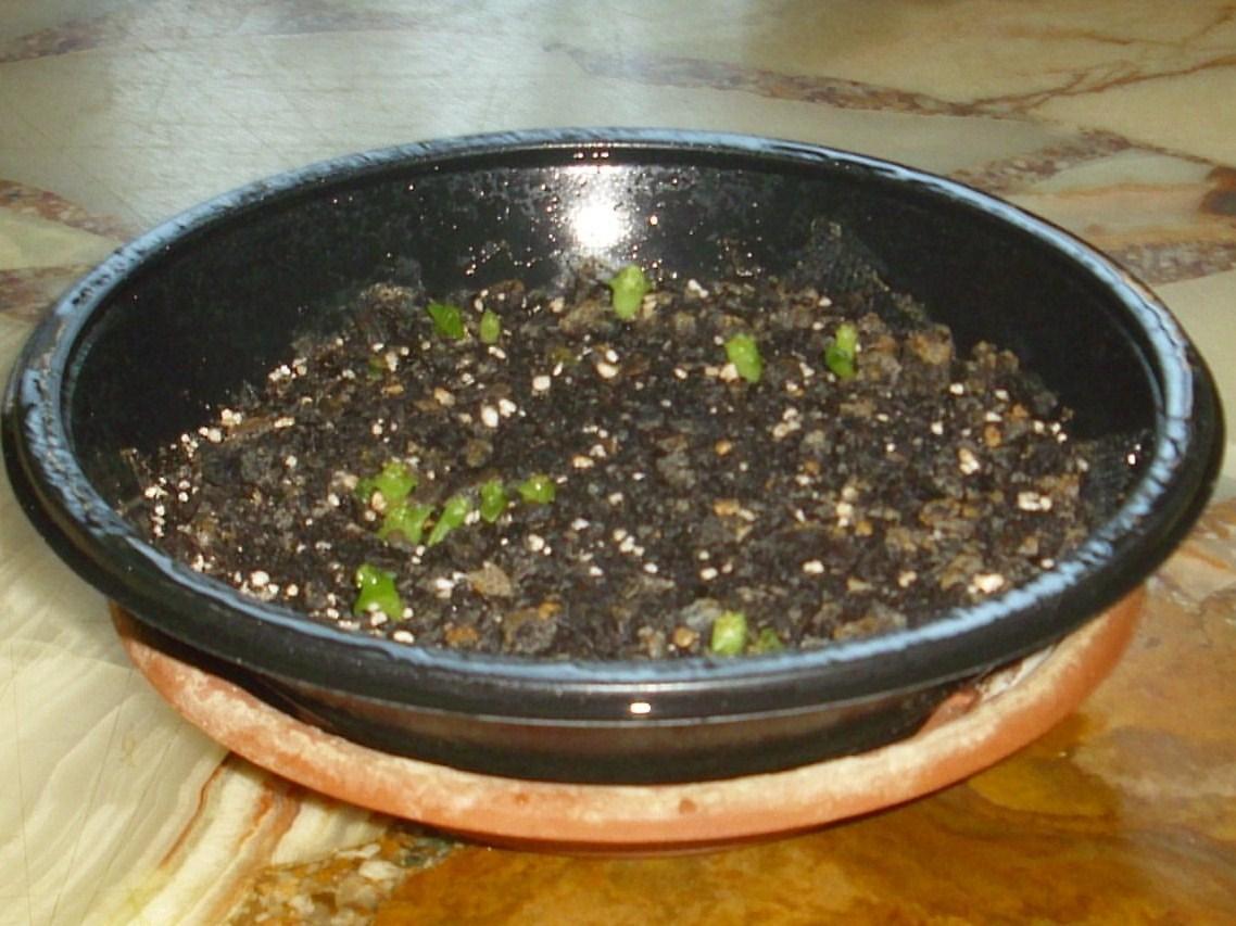 kakis 1