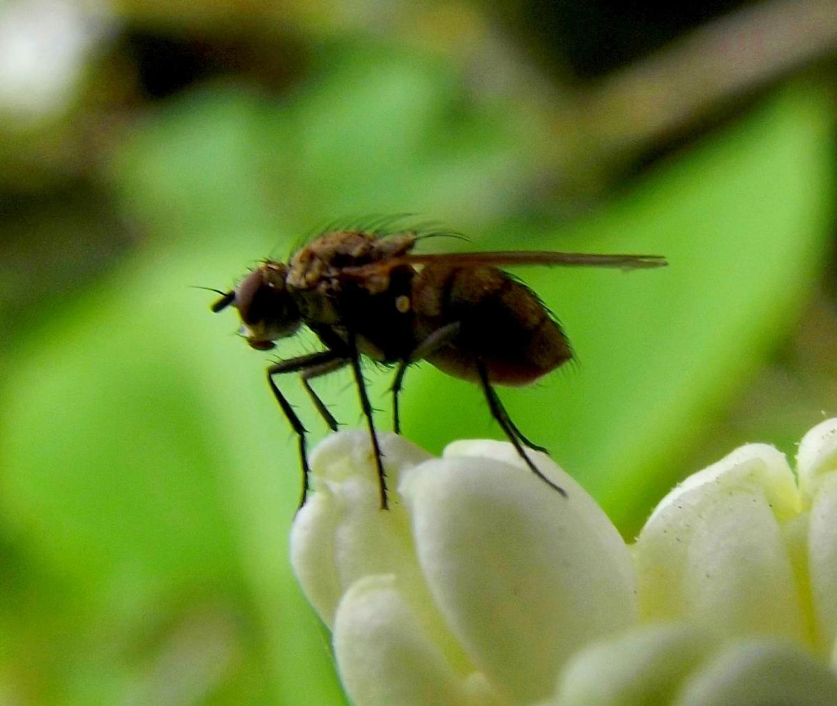 Fliege