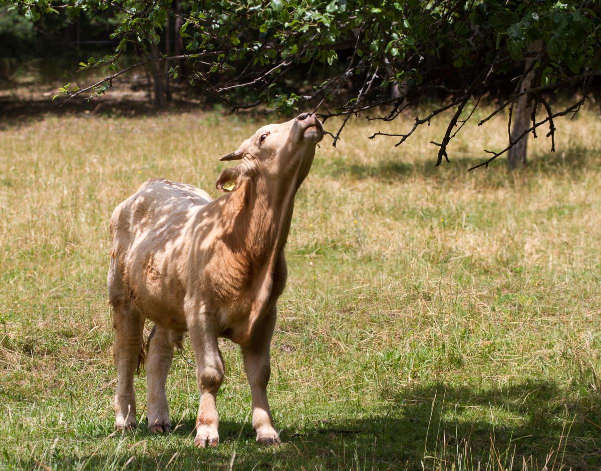 Stier