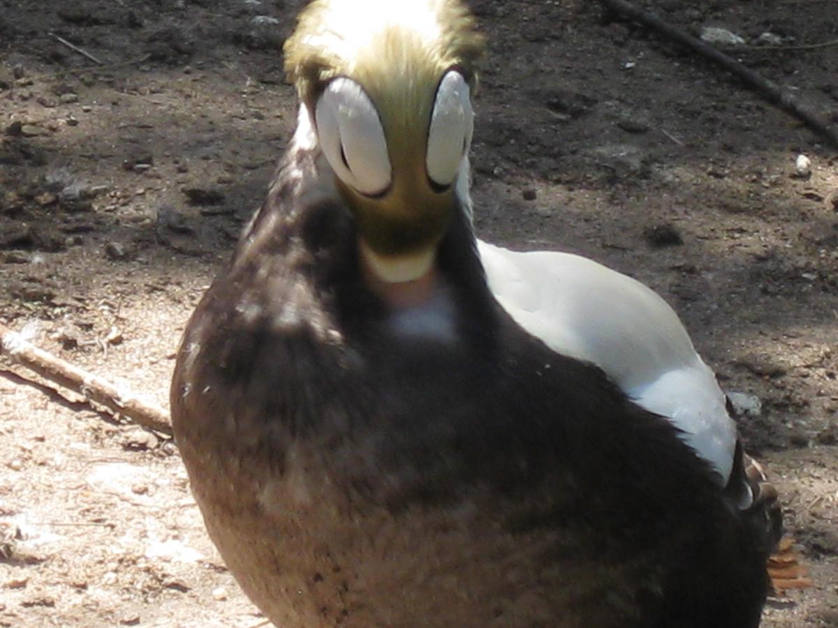 Tierpark Berlin 2009 12