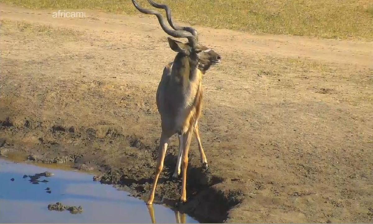 Nyala 2