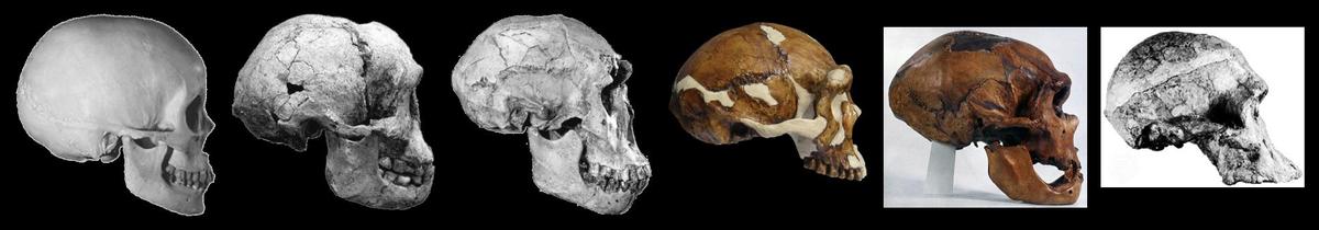 HomoNaledi-02-Schnauze-02