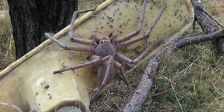 riesenkrabbenspinne--1-