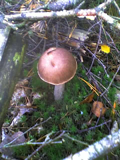 Pilz11Okt1