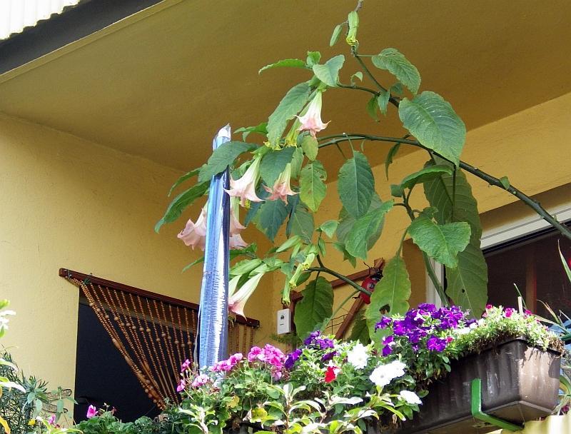 KK 8096 balkon
