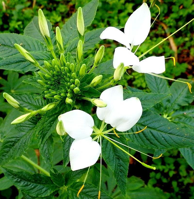  KK 4238 Cleome