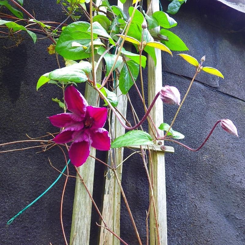  KK 3166  Clematis
