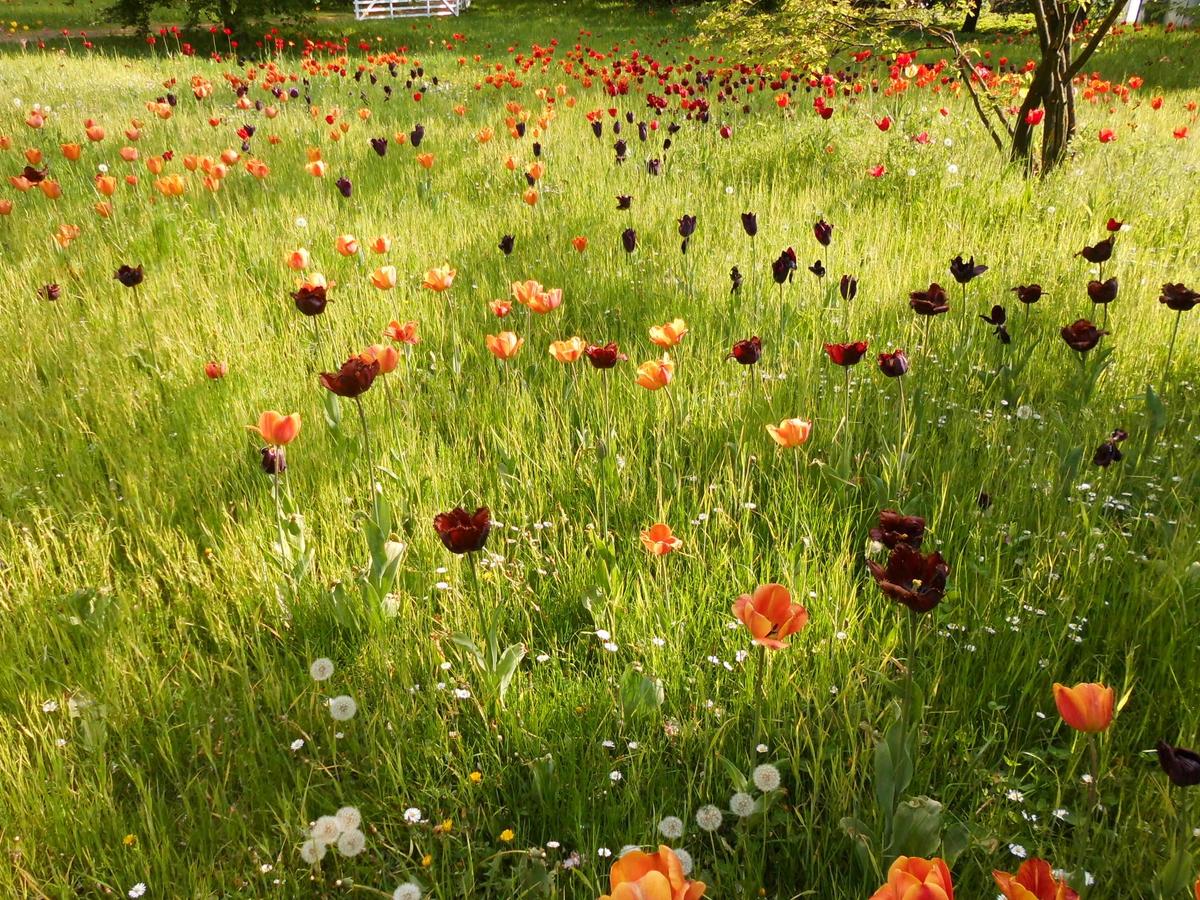 Tulpenwiese im Mai