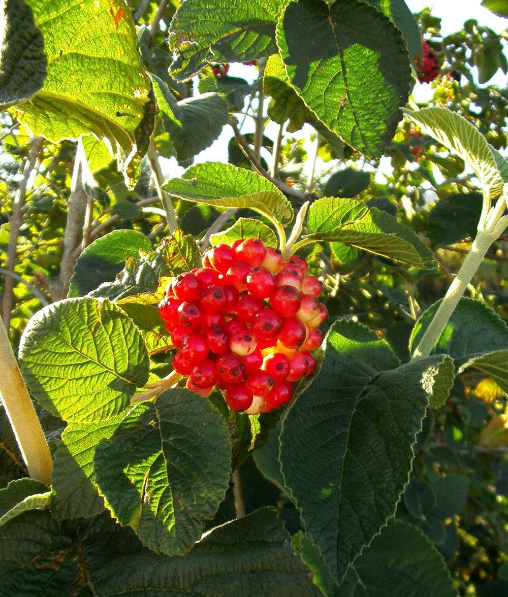 Spaetsommer I 018