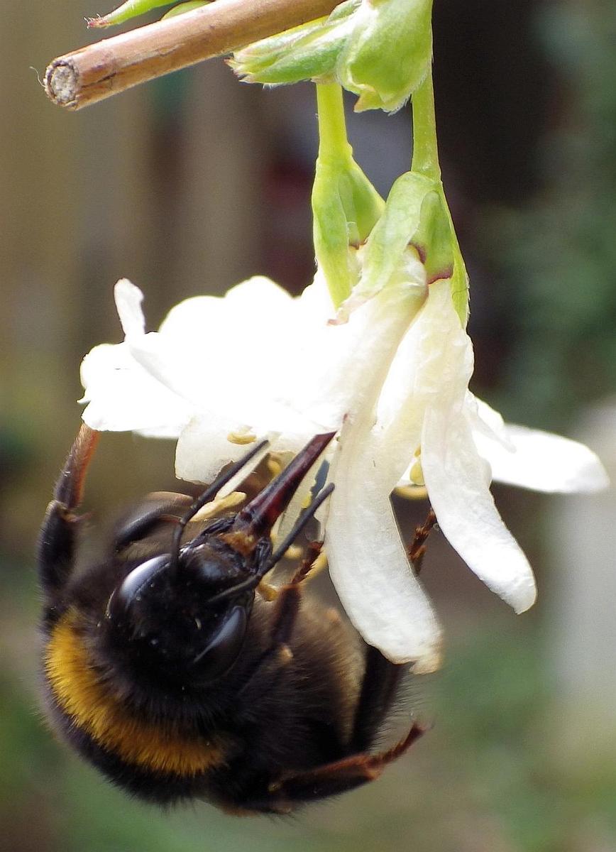  KK 9653 Bumblebee