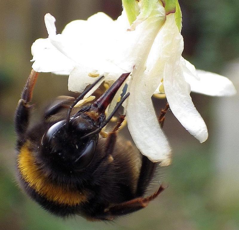  KK 9653  Bumblebee