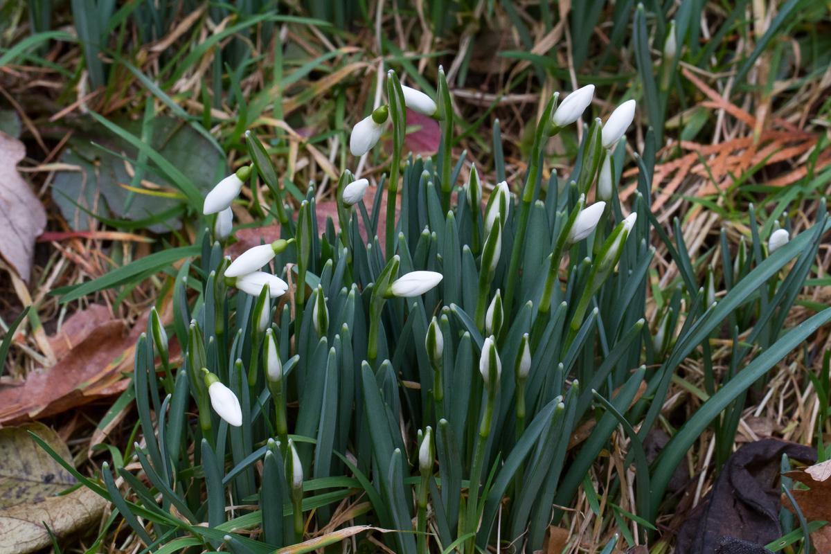 Schneegloeckchen2