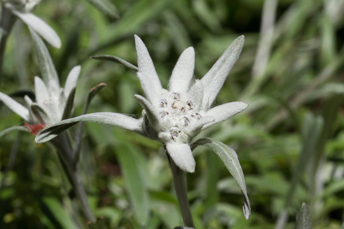 Edelweiss