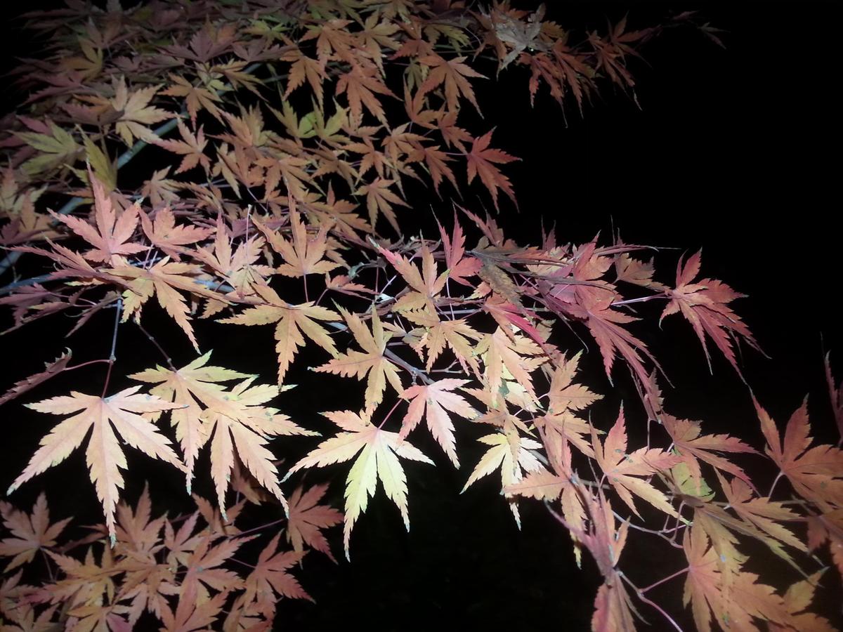 20141113 205854