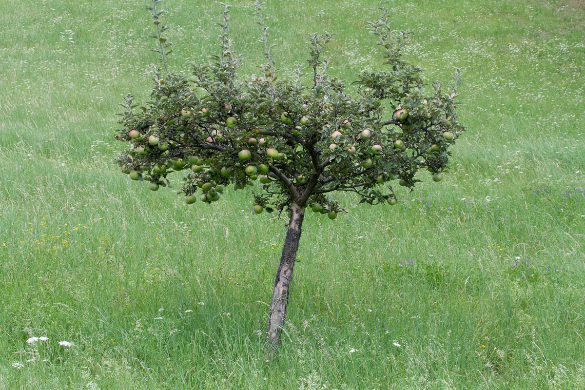 Apfelbaum