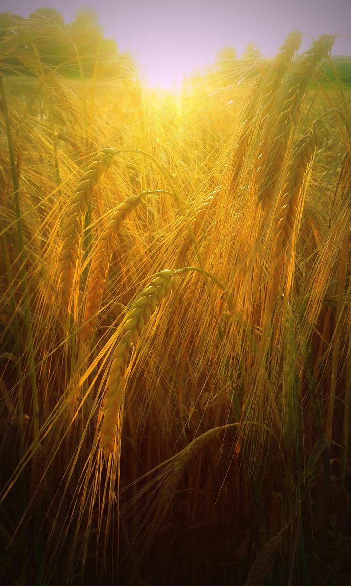 sunlight kubus felder 0041