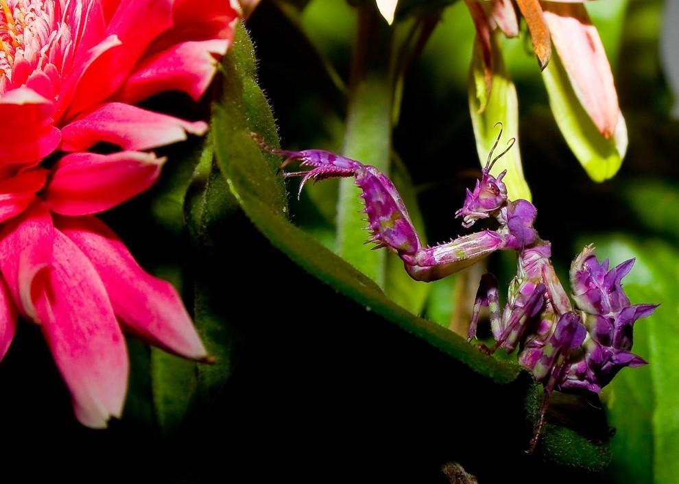 purple orchid mantis