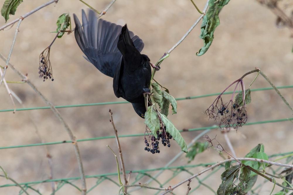 Amsel2