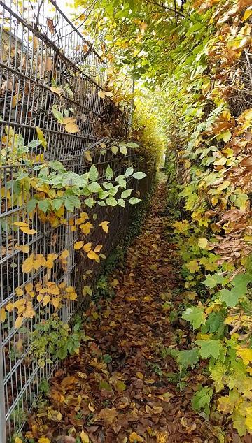 gang-hinter-hecke