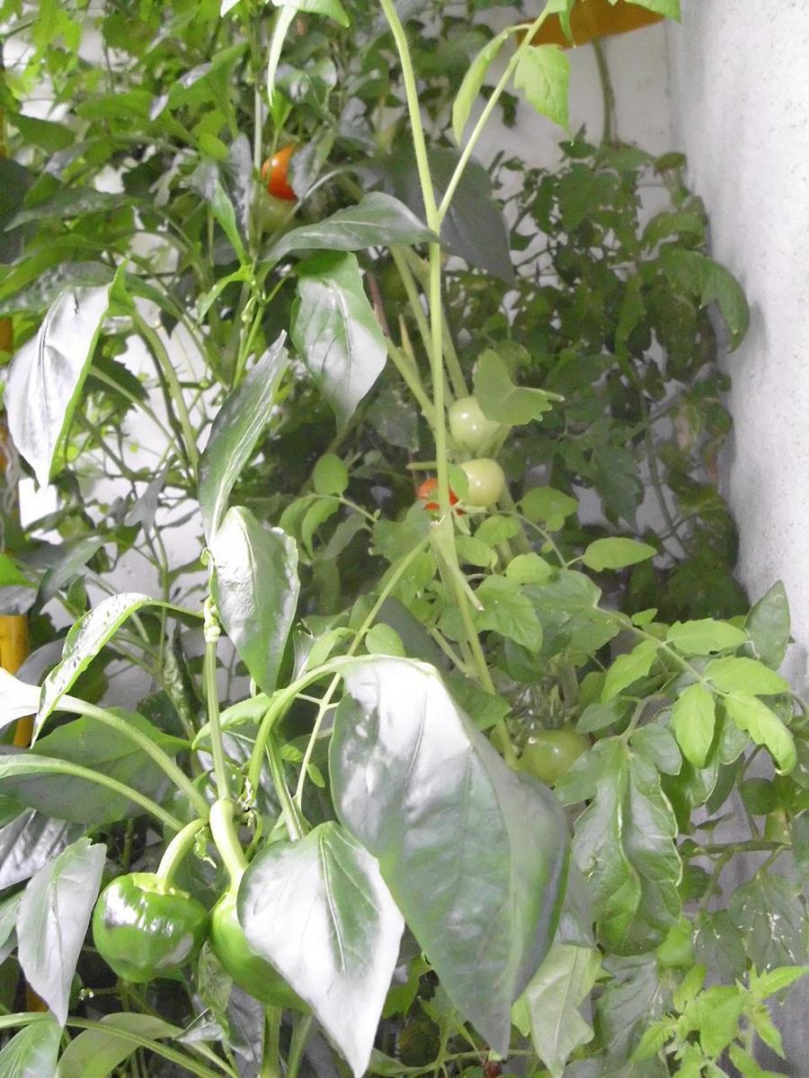 tomaten