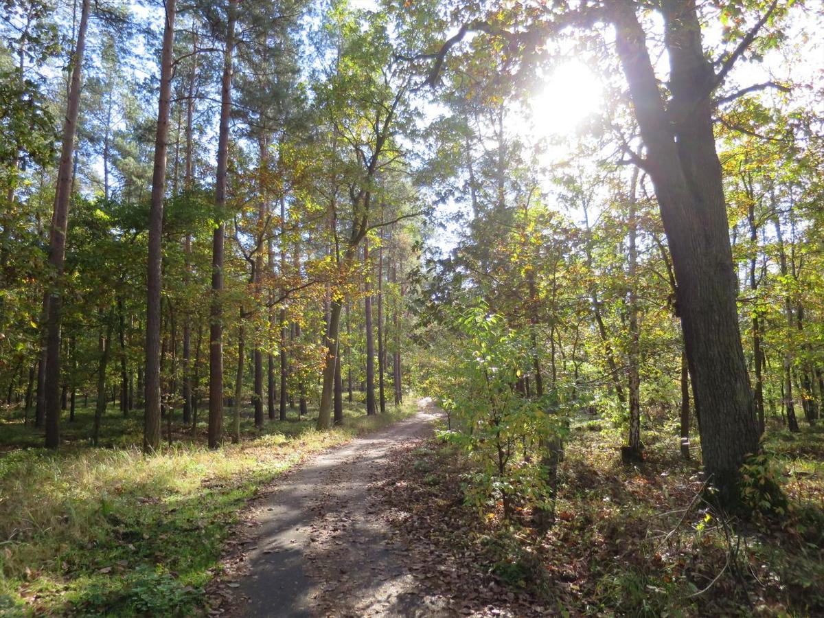 Waldweg Eiskeller