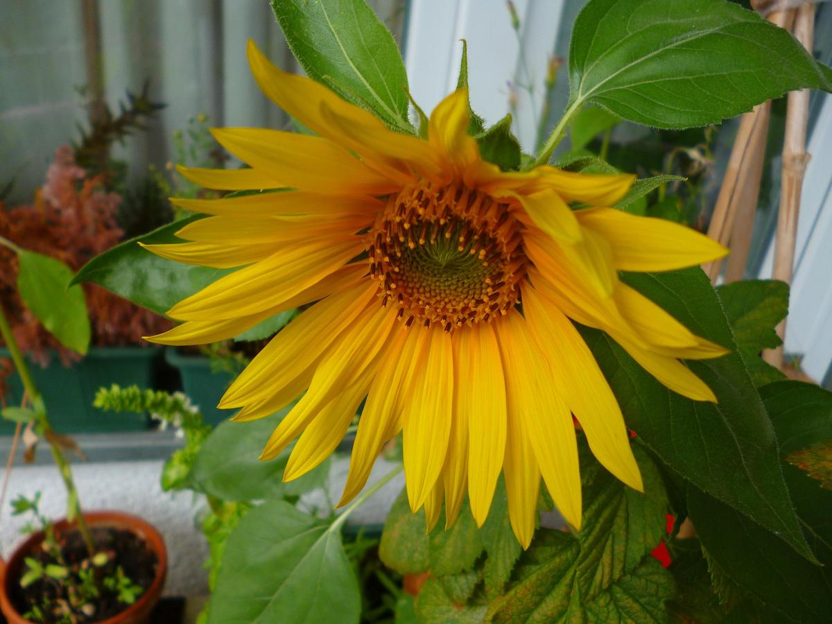 Sonnenblume