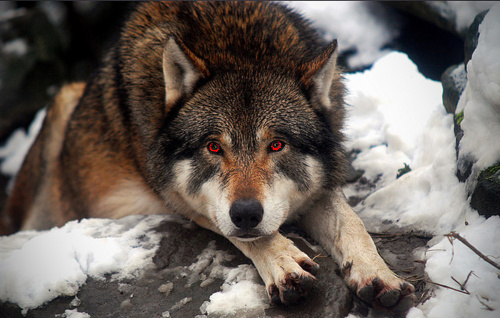 Red Eyed Wolfi