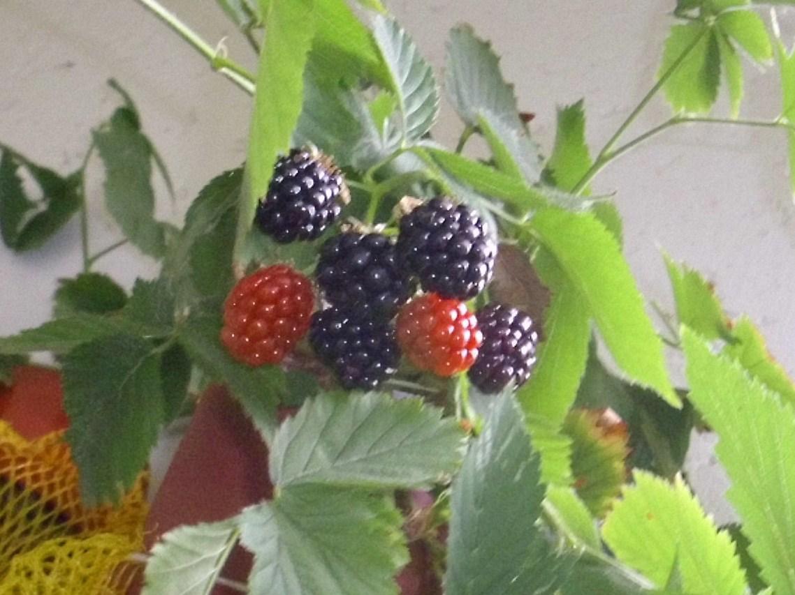 Brombeeren