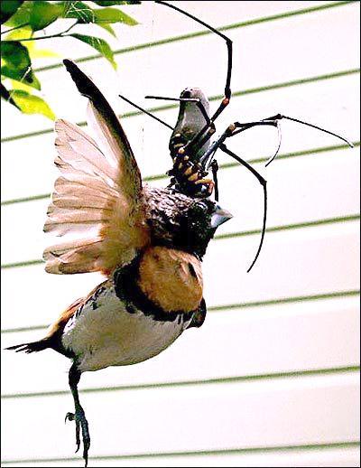 spider-eating-bird-01 v3