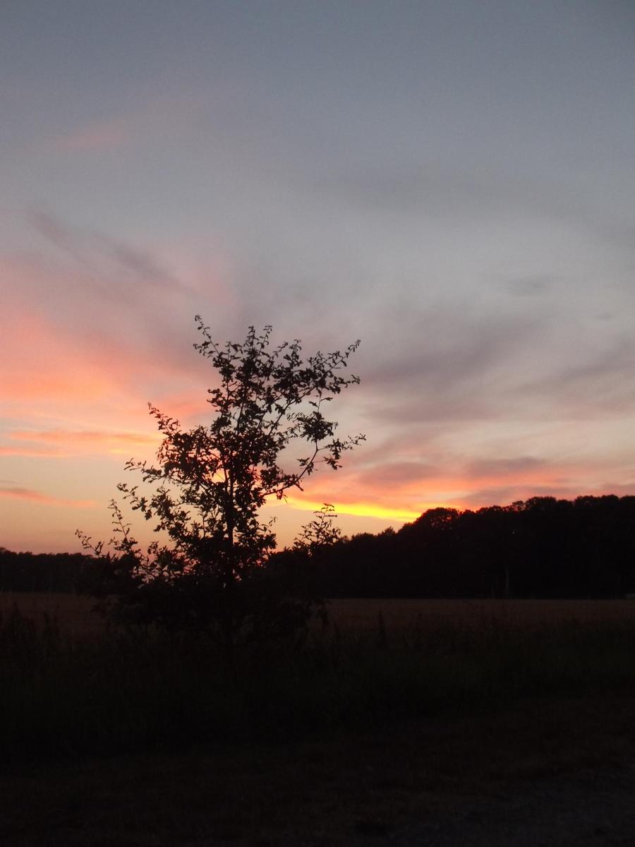 baum am abend