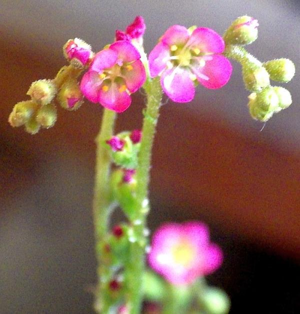  KK 3428  D. rotundifolia