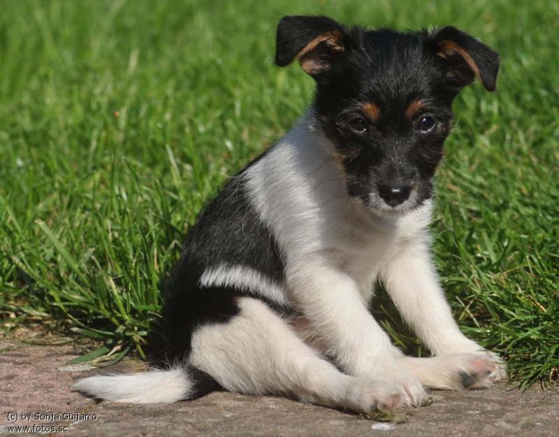 Welpe  Jack Russell copy1