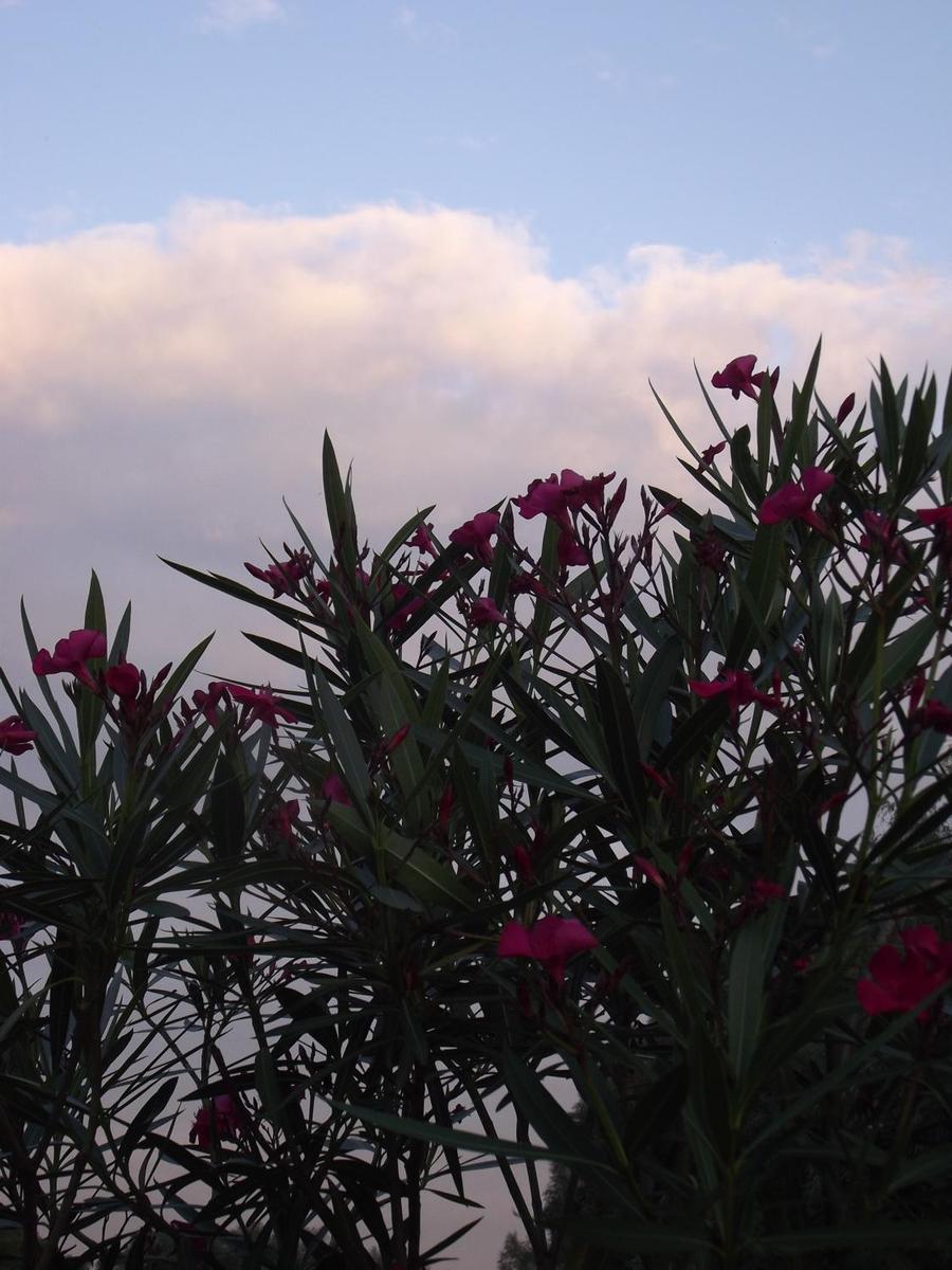 Oleander