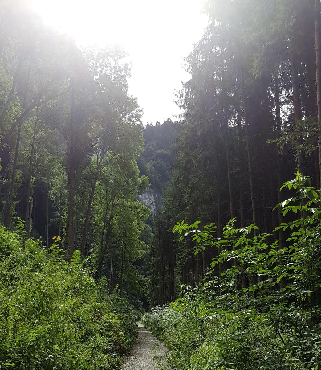 Wald-AT