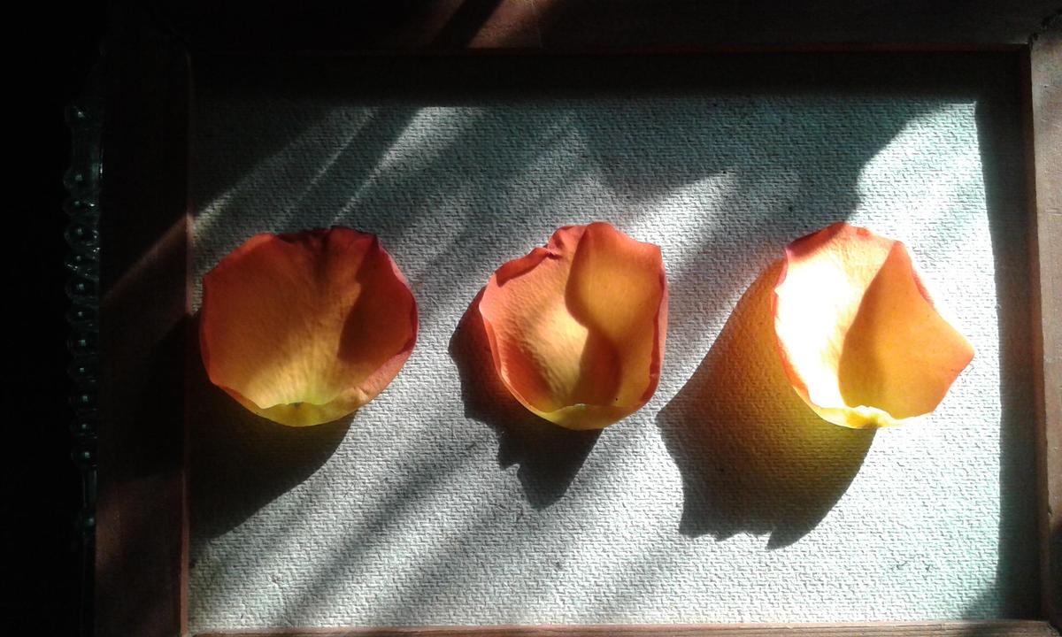 roseleaves 020