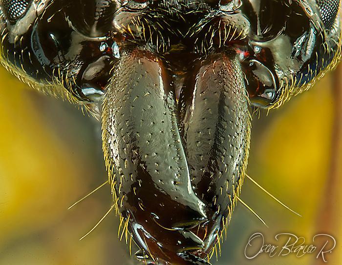 trapjaw ant odontomachus bauri costa ri