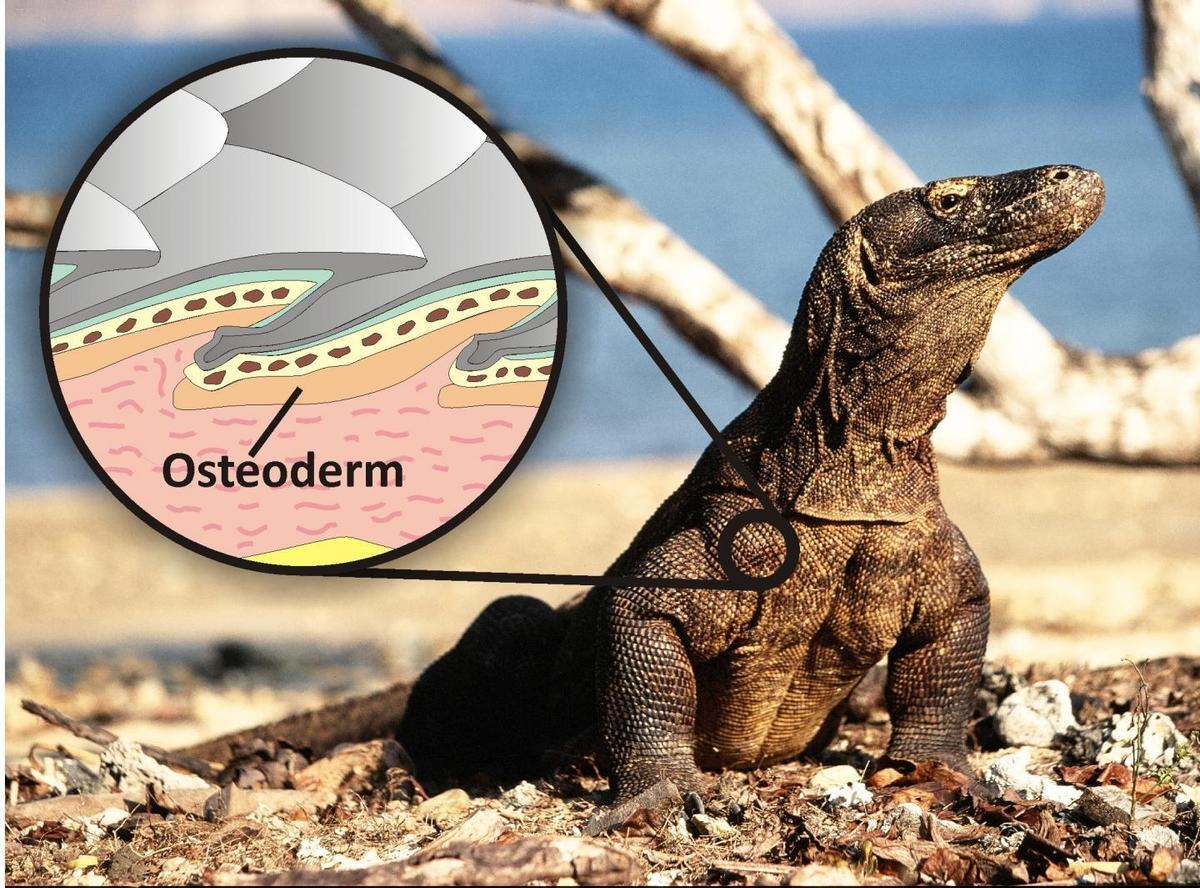 Osteoderm 2