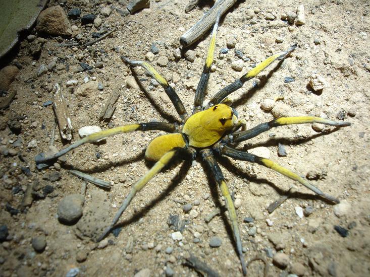 wolf spider australia charlie