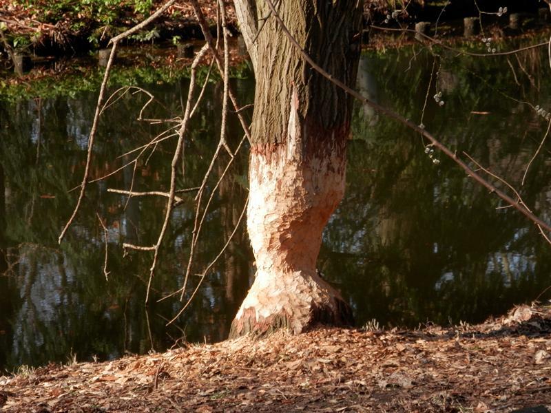 bibertiergarten