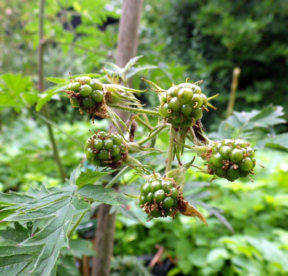 KK 0762 Brombeeren