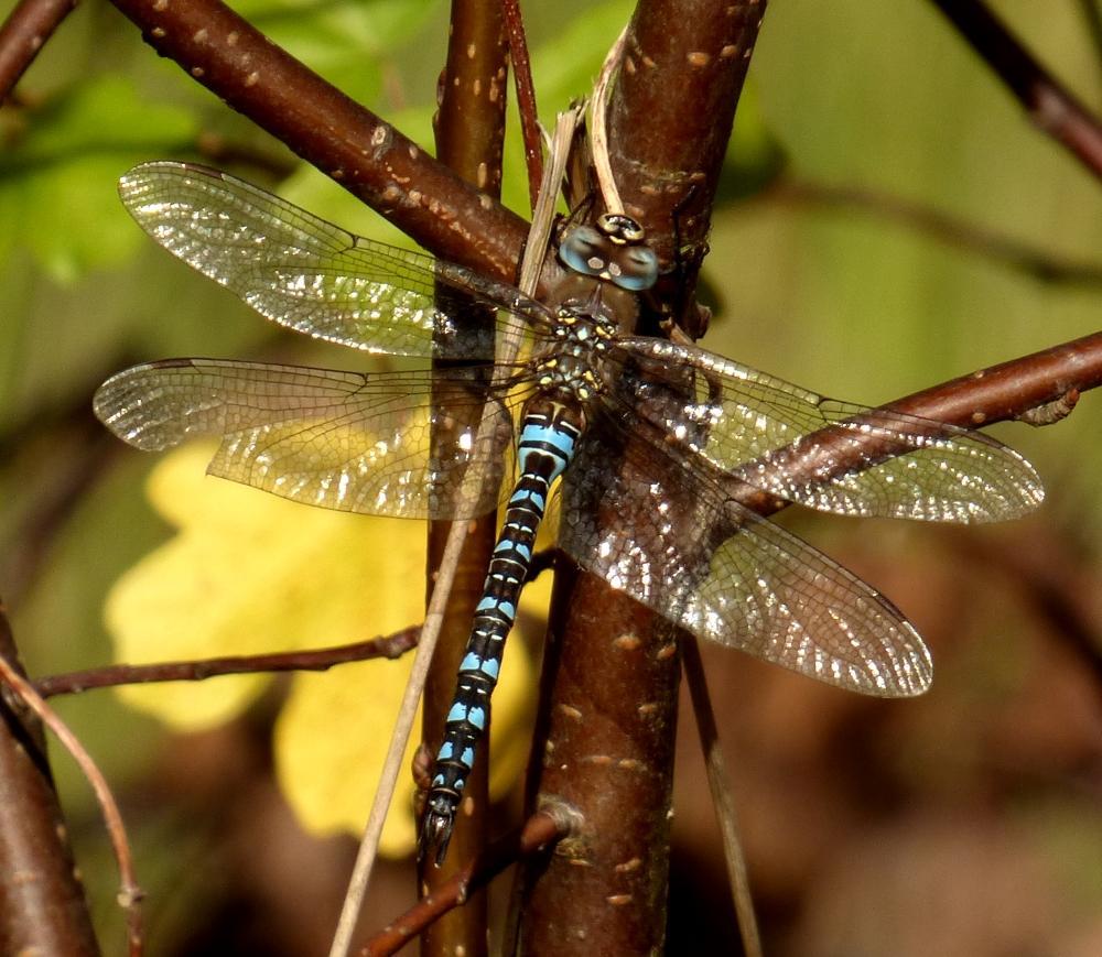 grosslibelle