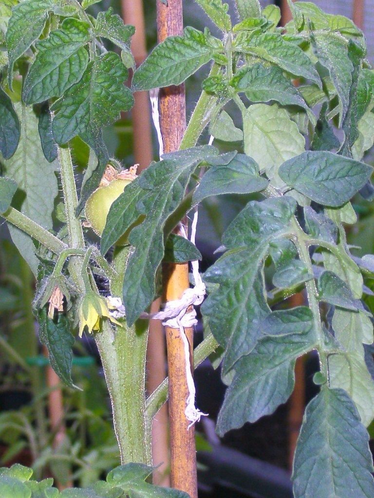 Fleischtomate Feuerwerk