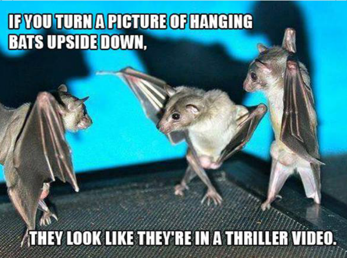 If-you-turn-a-picture-of-hanging-bats-up
