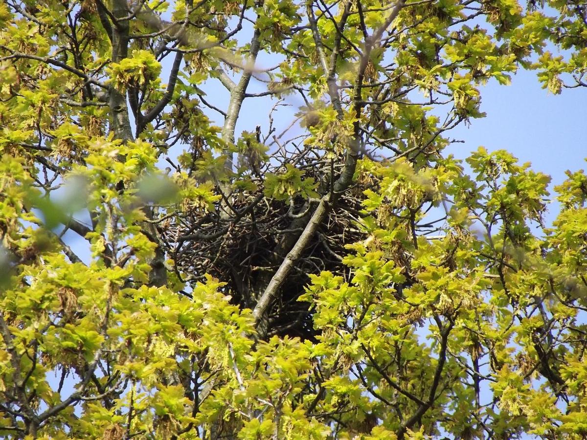 Nest in der Eiche