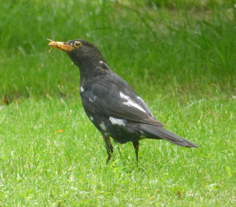 amsel1