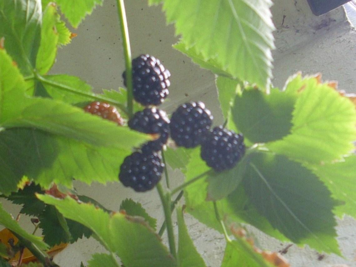 brombeeren 2