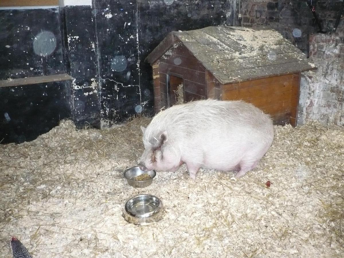 Piggy 002