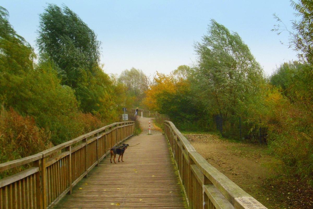 Kira auf der Bruecke