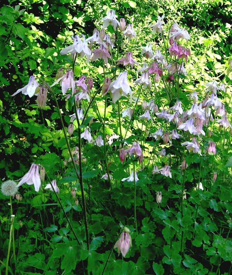 Aquilegia